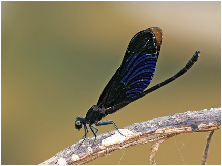Euphaea masoni mâle
