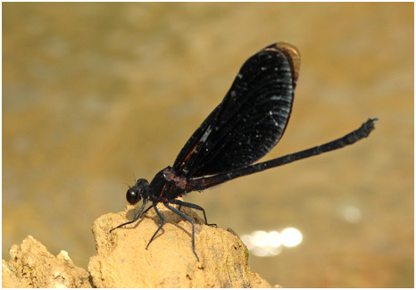 Euphaea masoni mâle