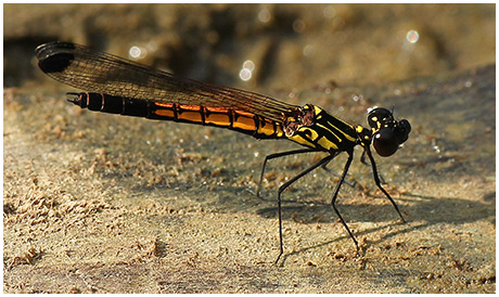 Libellago lineata mâle