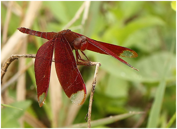 Neurothemis fulvia mâle