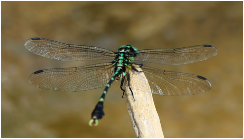 Nihonogomphus thomassoni