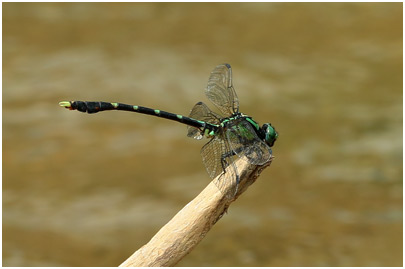 Nihonogomphus thomassoni
