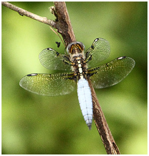 Palpopleura sexmaculata mâle