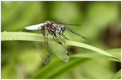 Palpopleura sexmaculata mâle