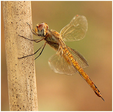 panatala flavescens femelle