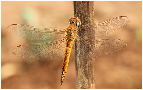 Pantala flavescens mâle