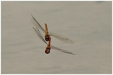 Pantala flavescens en tandem