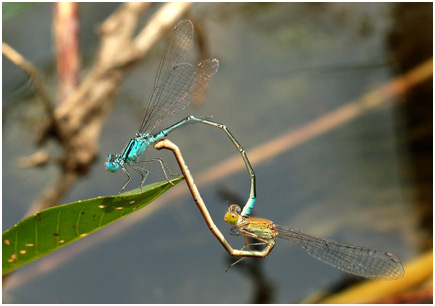 Paracercion melanotum accouplement