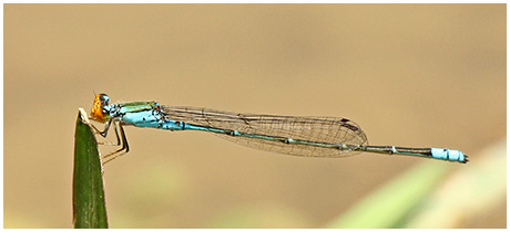 Pseudagrion rubriceps mâle