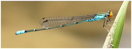 Pseudagrion rubriceps mâle