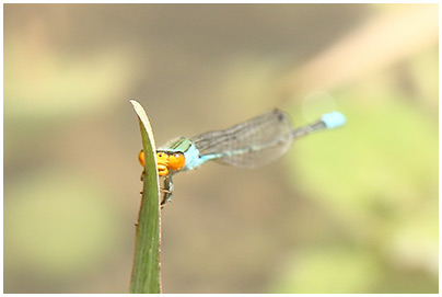 Pseudagrion rubriceps mâle