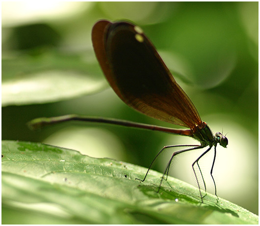 Matrona basilaris femelle, Laos, Chutes de Khouang Si, 25/10/2010