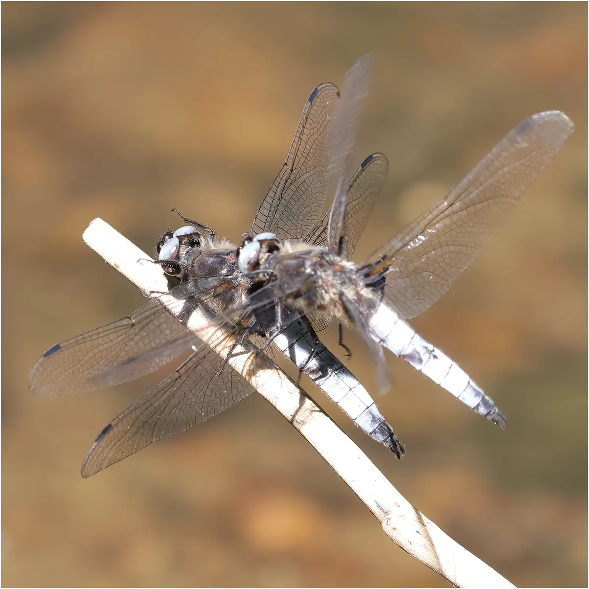 Libellula fulva mâle vs L. fulva, Andrezé sur le Beuvron (F-49), 01/06/23