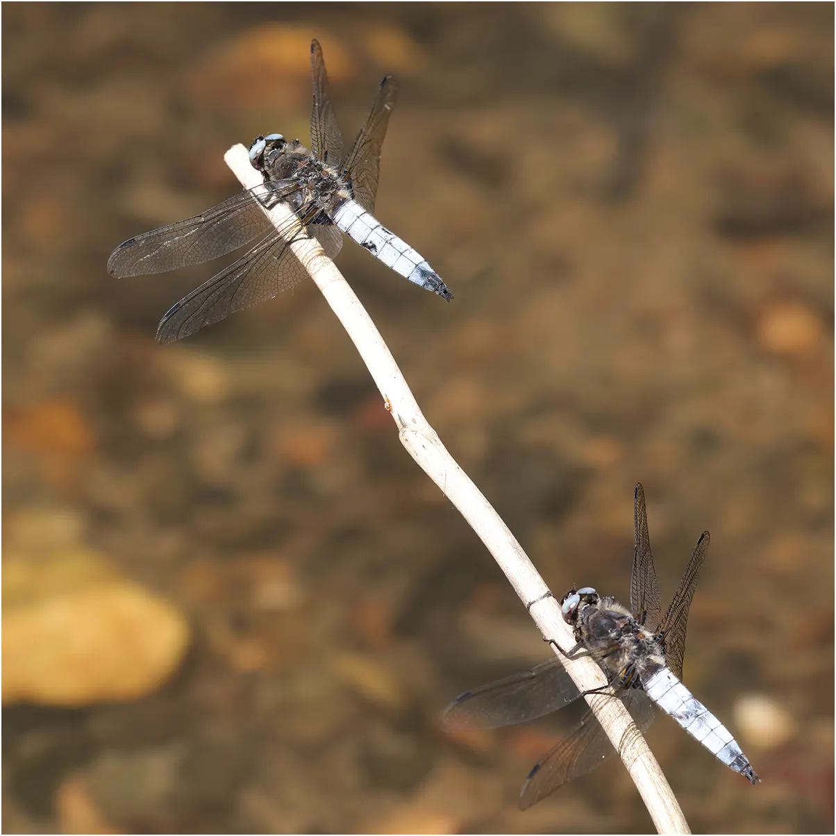 Libellula fulva mâle vs L. fulva, Andrezé sur le Beuvron (F-49), 01/06/23