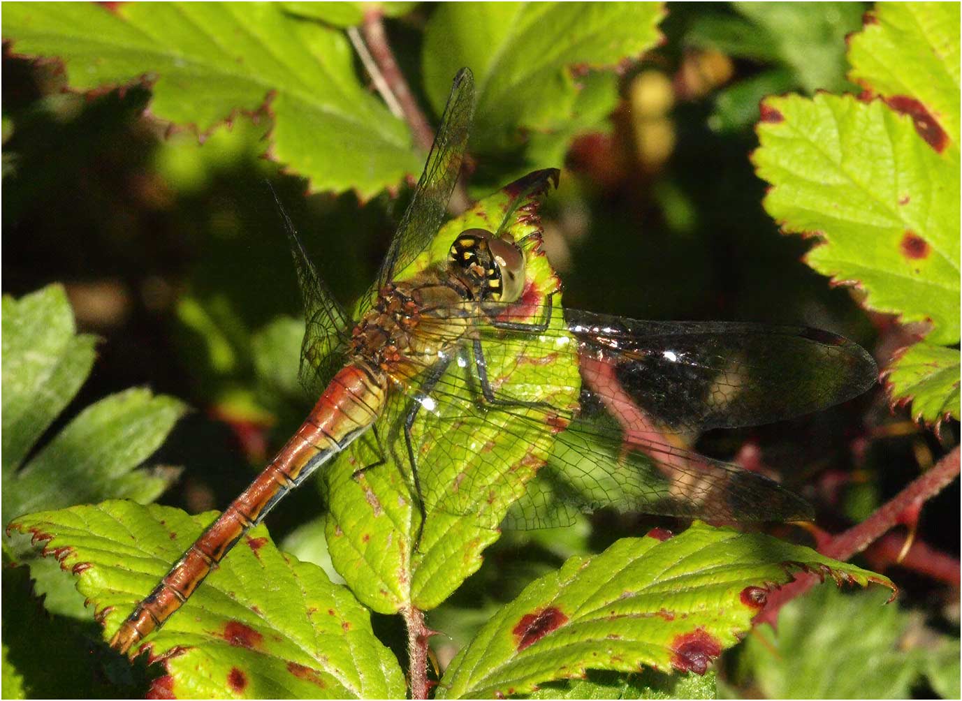 Sympetrum sanguineum femelle andromorphe