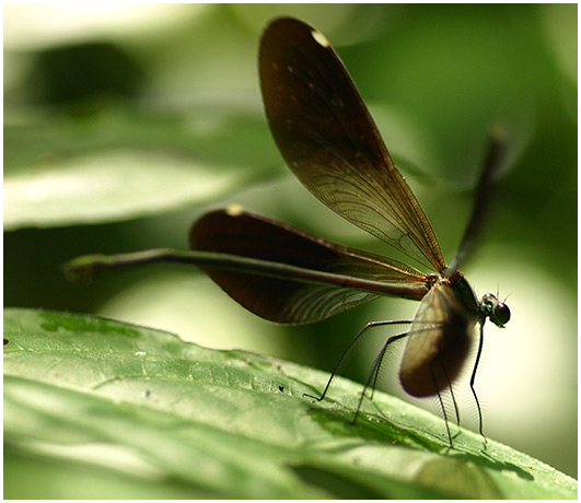 Matrona basilaris femelle, Laos, Chutes de Khouang Si, 25/10/2010