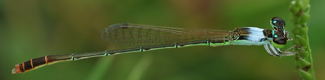 les libellules