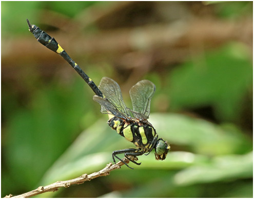 Gomphidia kruegeri