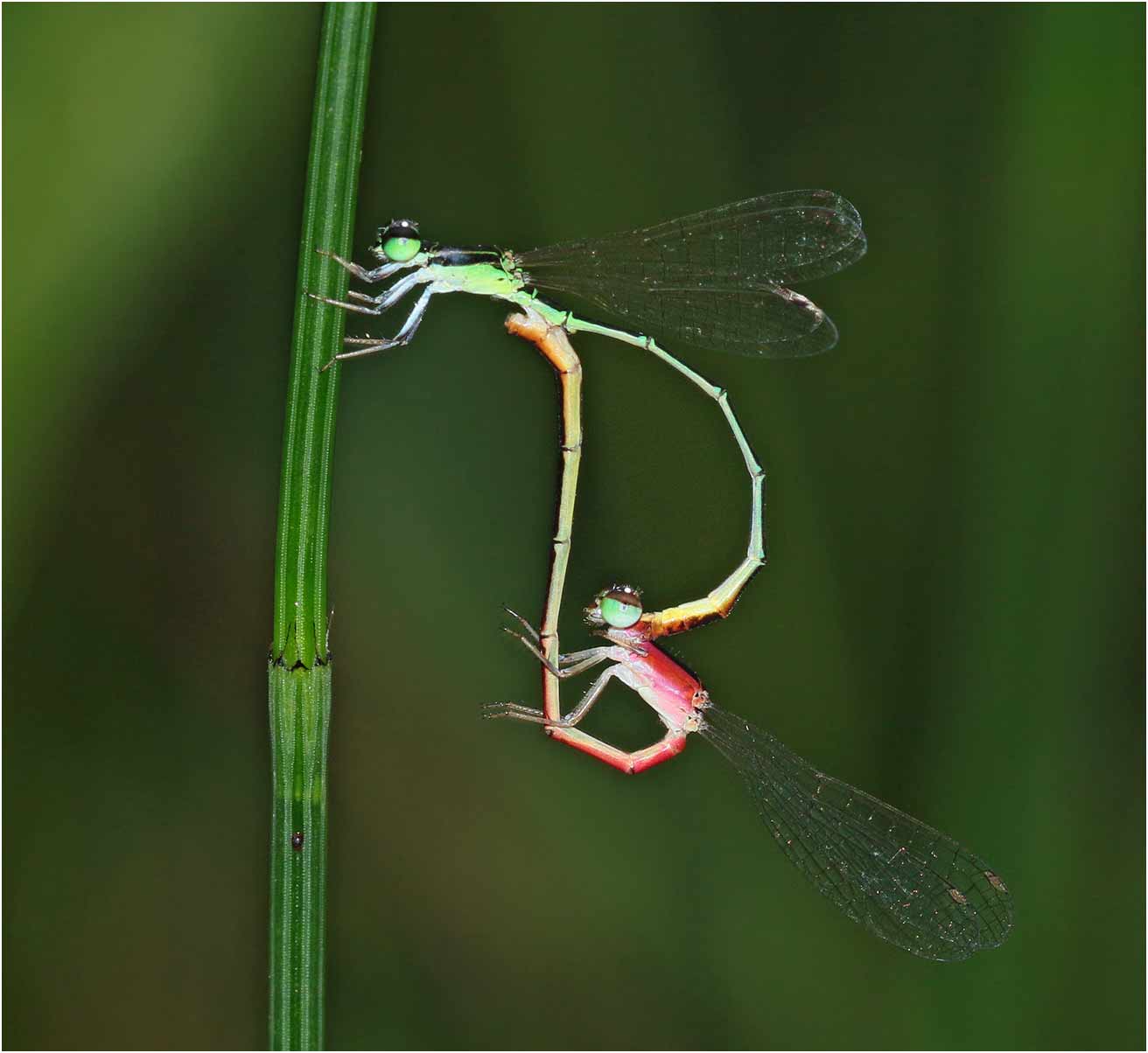 Agriocnemis femina accouplement femelle rouge, Vietnam, Cuc Phong, 13 juin 2018