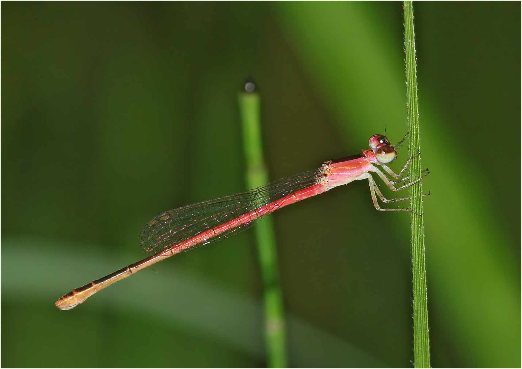 Agriocnemis femina femelle, Vietnam, Cuc Phong, 13 juin 2018