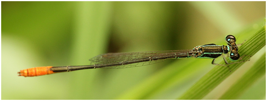 Agriocnemis femina mâle, Vietnam, 2012