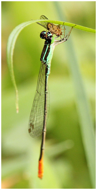 Agriocnemis femina mâle, Vietnam, 2012