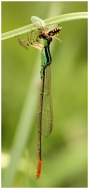 Agriocnemis femina mâle, Vietnam, 2012