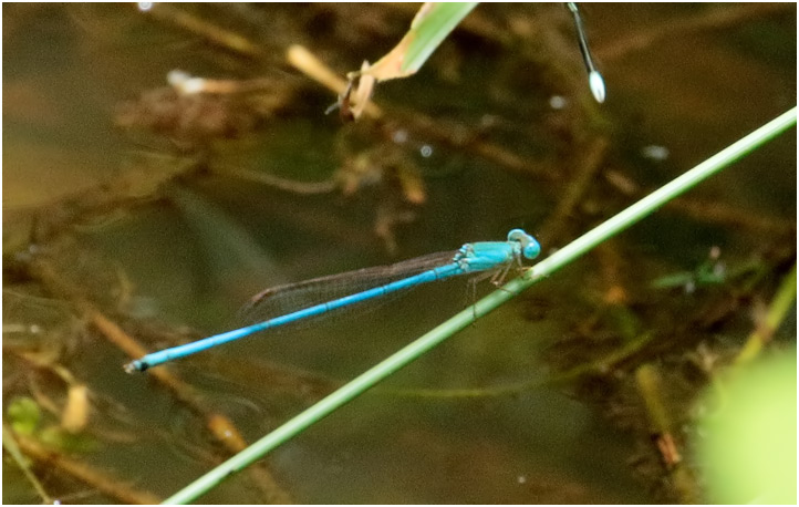 Ceriagrion azureum mâle, Vietnam, Pia Oac, 05/06/2018