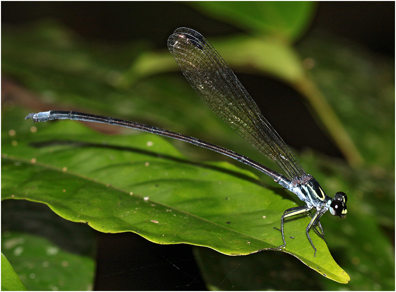 Cryptophaea vietnamensis mâle, Vietnam,  le 14 juin 2018,