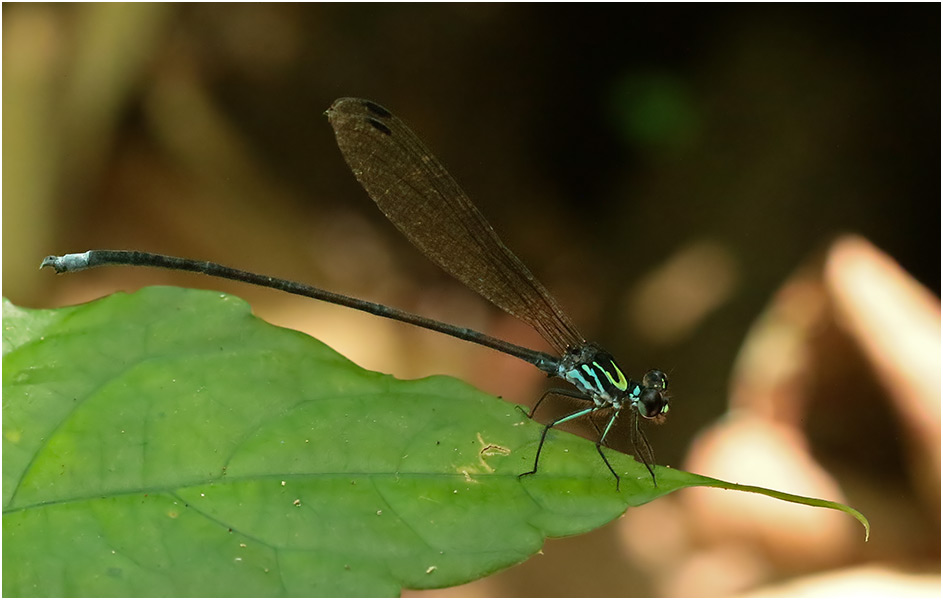 Cryptophaea vietnamensis mâle