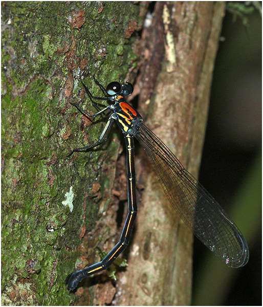 Cryptophaea vietnamensis