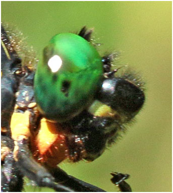 Sinorogomphus nasutus, Vietnam, Pia Oac, 5 juin 2018