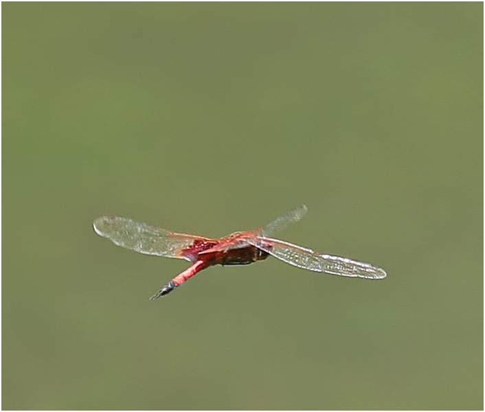 Tramea virginia mâle, Vietnam, Cuc Phong, 15/06/2018