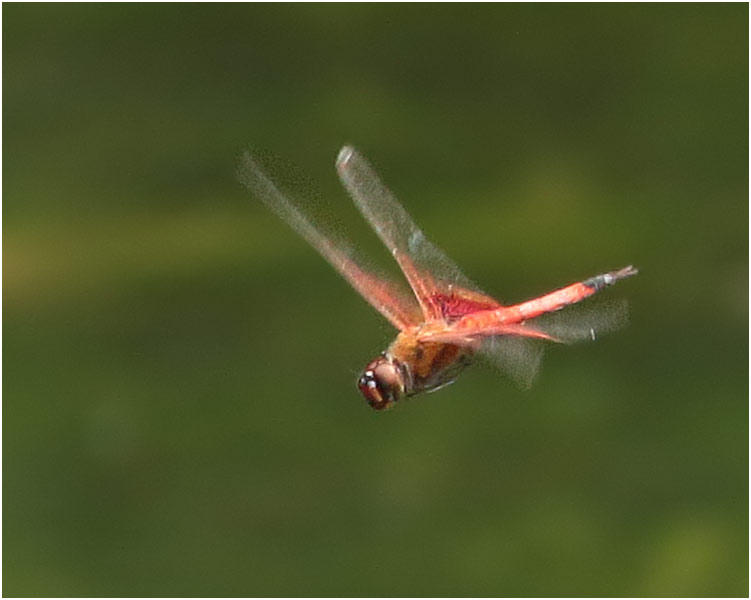 Tramea virginia mâle, Vietnam, Cuc Phong, 15/06/2018