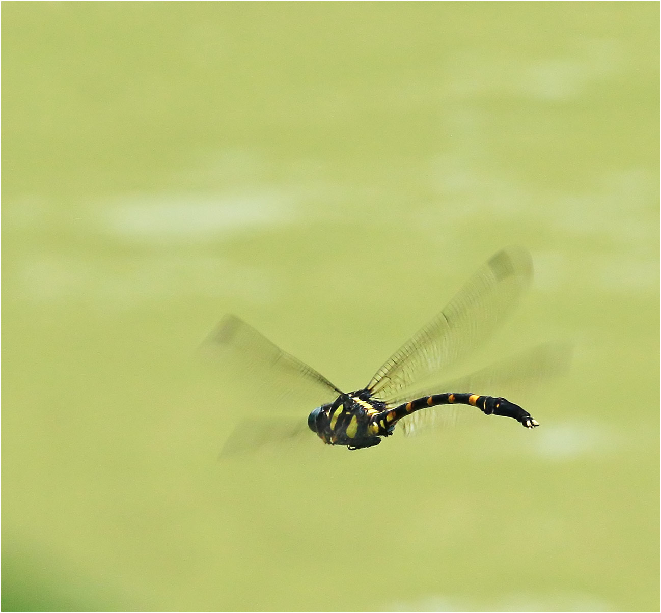 Macrogomphus guilinensis mâle, Vietnam, Huu Lien, 03/06/2018