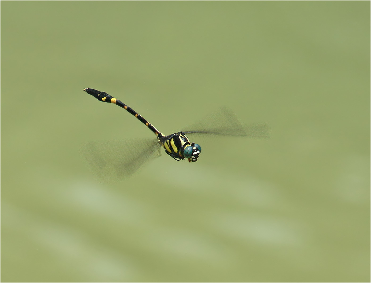 Macrogomphus guilinensis mâle, Vietnam, Huu Lien, 03/06/2018