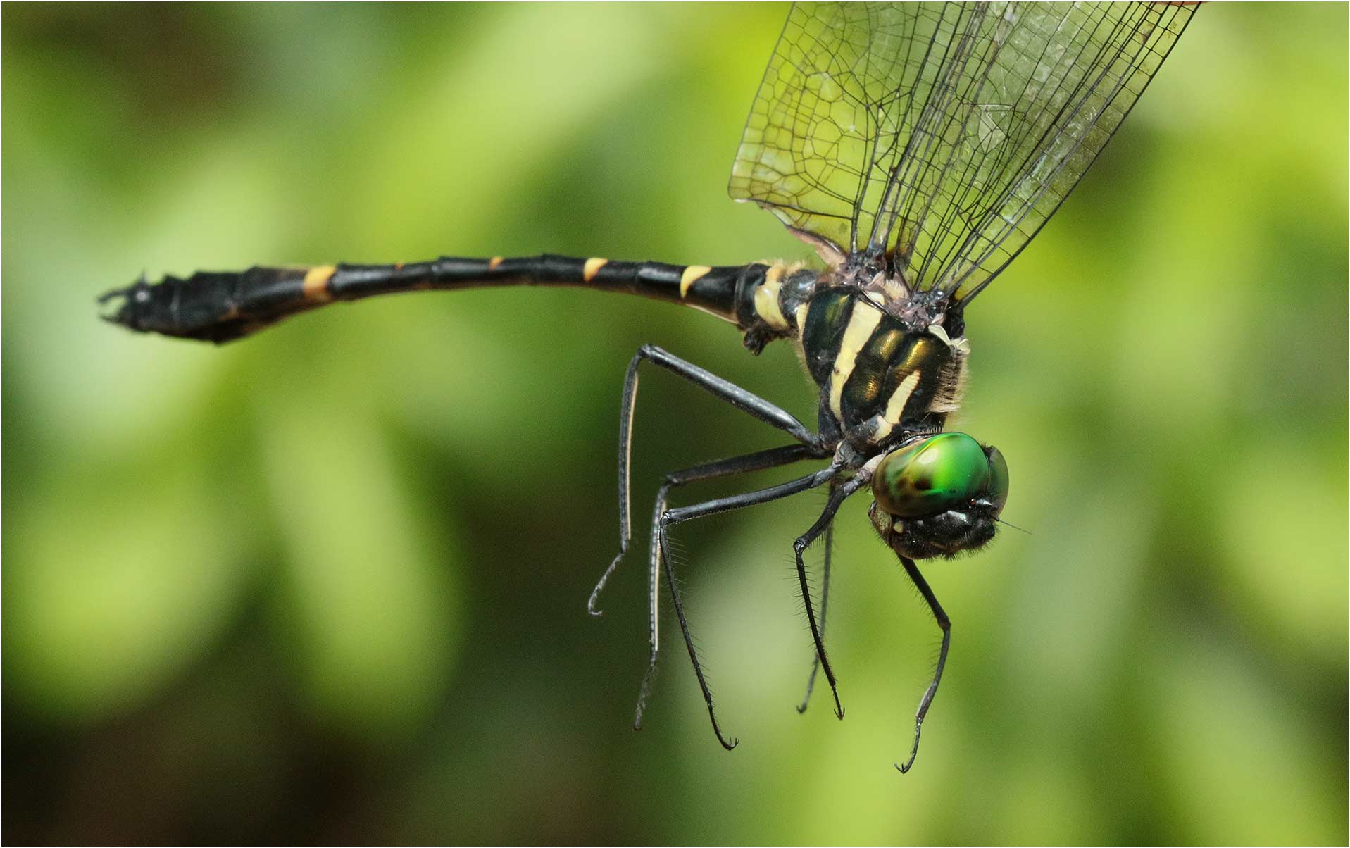 Macromia katae, Vietnam, Huu Lien, 03/06/2018
