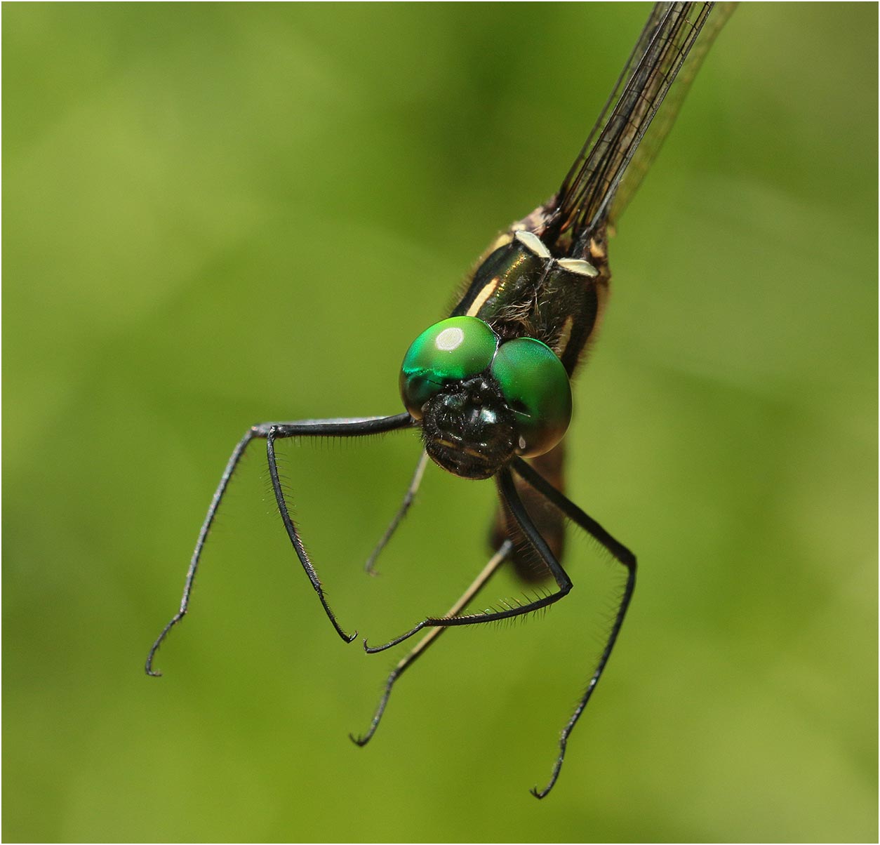 Macromia katae, Vietnam, Huu Lien, 03/06/2018