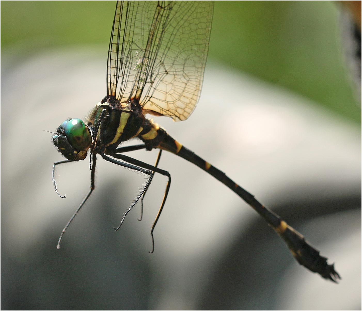Macromia katae, Vietnam, Huu Lien, 03/06/2018