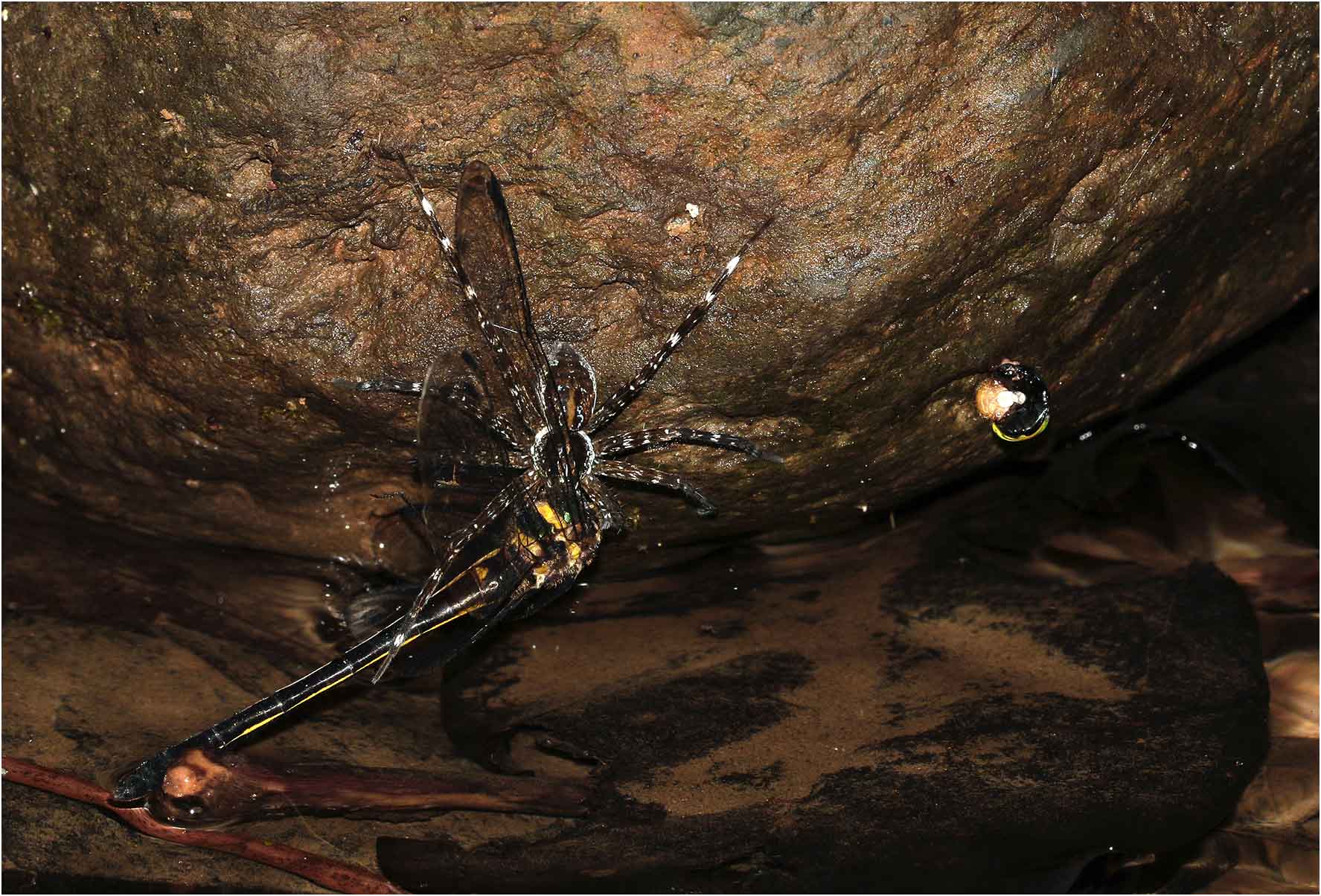 Macromidia rapida femelle capturée par une araignée, Vietnam, Xuan Son, 08/06/2018