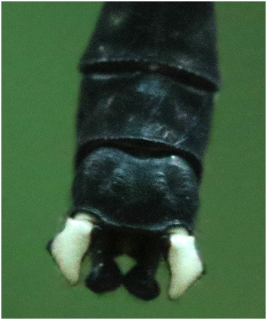 Leptogomphus divaricatus appendices anaux, Vietnam, Ba Vi, 07/06/2018
