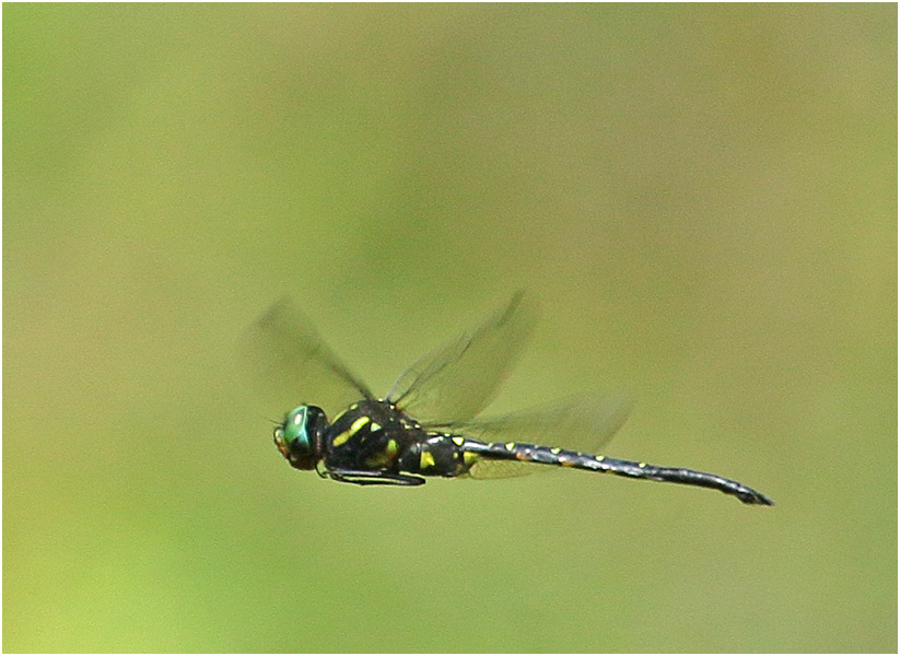 Mâle, Vietnam, Pia Oac, 05/06/2018