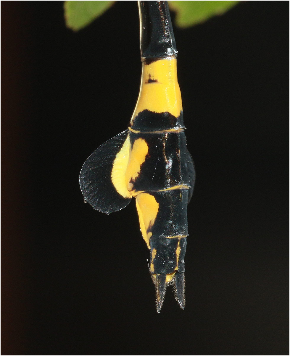 Sinictinogomphus clavatus femelle, appendices anaux, Vietnam, Cuc Phong, 14/06/18