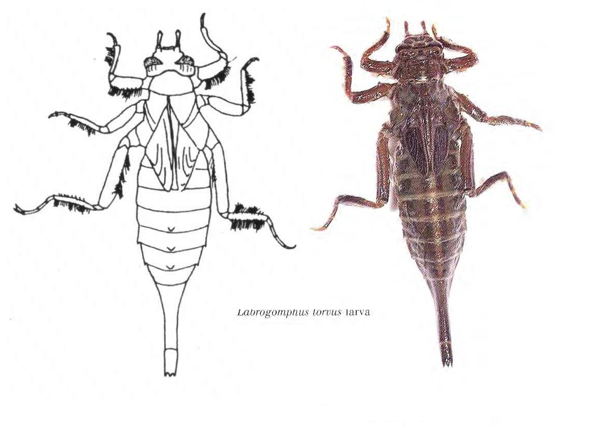 Labrogomphus torvus larve, K.D. Wilson.
