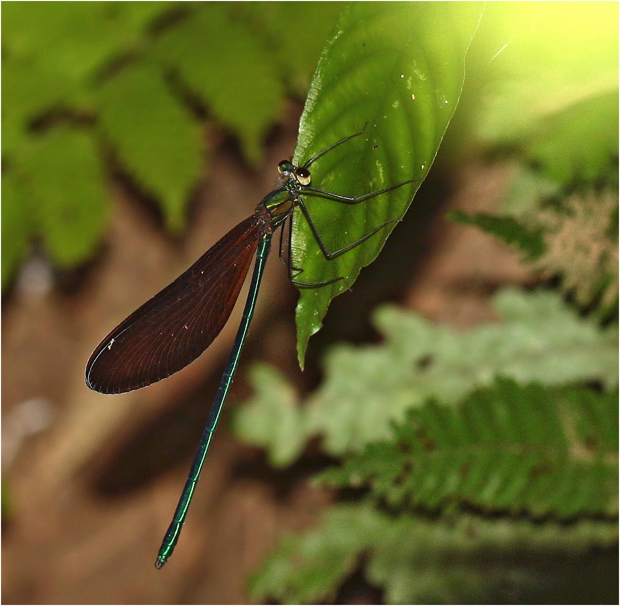 Matrona taoi mâle, Vietnam, Xuan Son, 08/06/2018