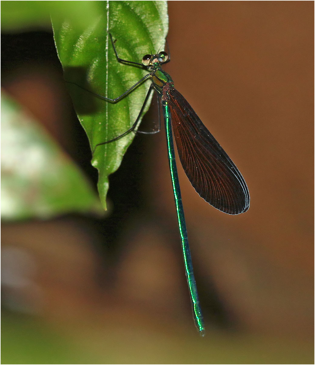 Matrona taoi mâle, Vietnam, Xuan Son, 08/06/2018