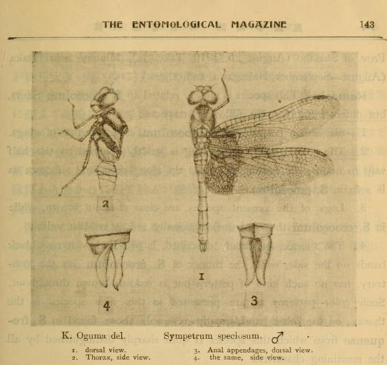 Sympetrum speciosum Entomological Magazine, Bebruary 1915, Kyoto, Japan