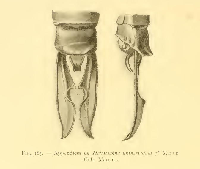 Heliaeschna uninervulata appendices anaux mâle, Martin in Selys, 1909