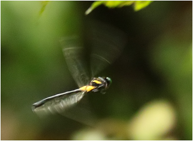 Chlorogomphus nakamurai, Vietnam, Cuc Phuong, 14/06/2018