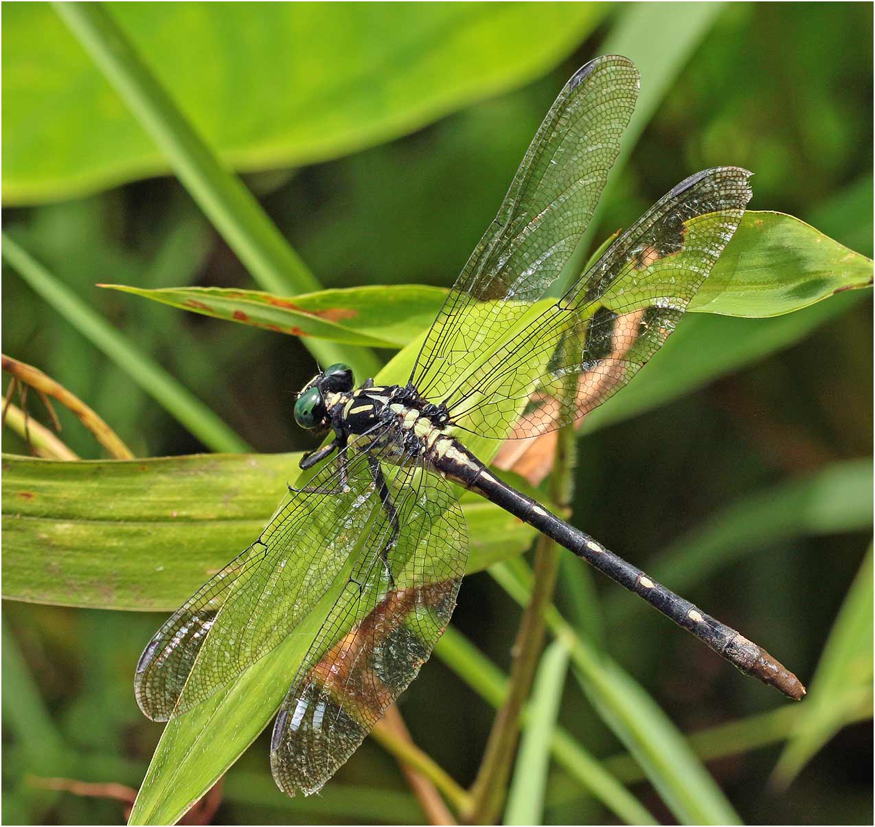 Fukienogomphus prometheus femelle, Vietnam, Cuc Phuong, 15/06/2018